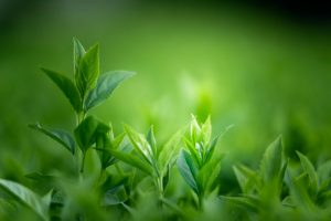 materiali green
