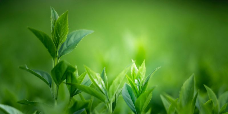 materiali green